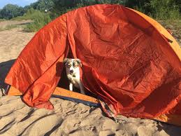 dog-camping
